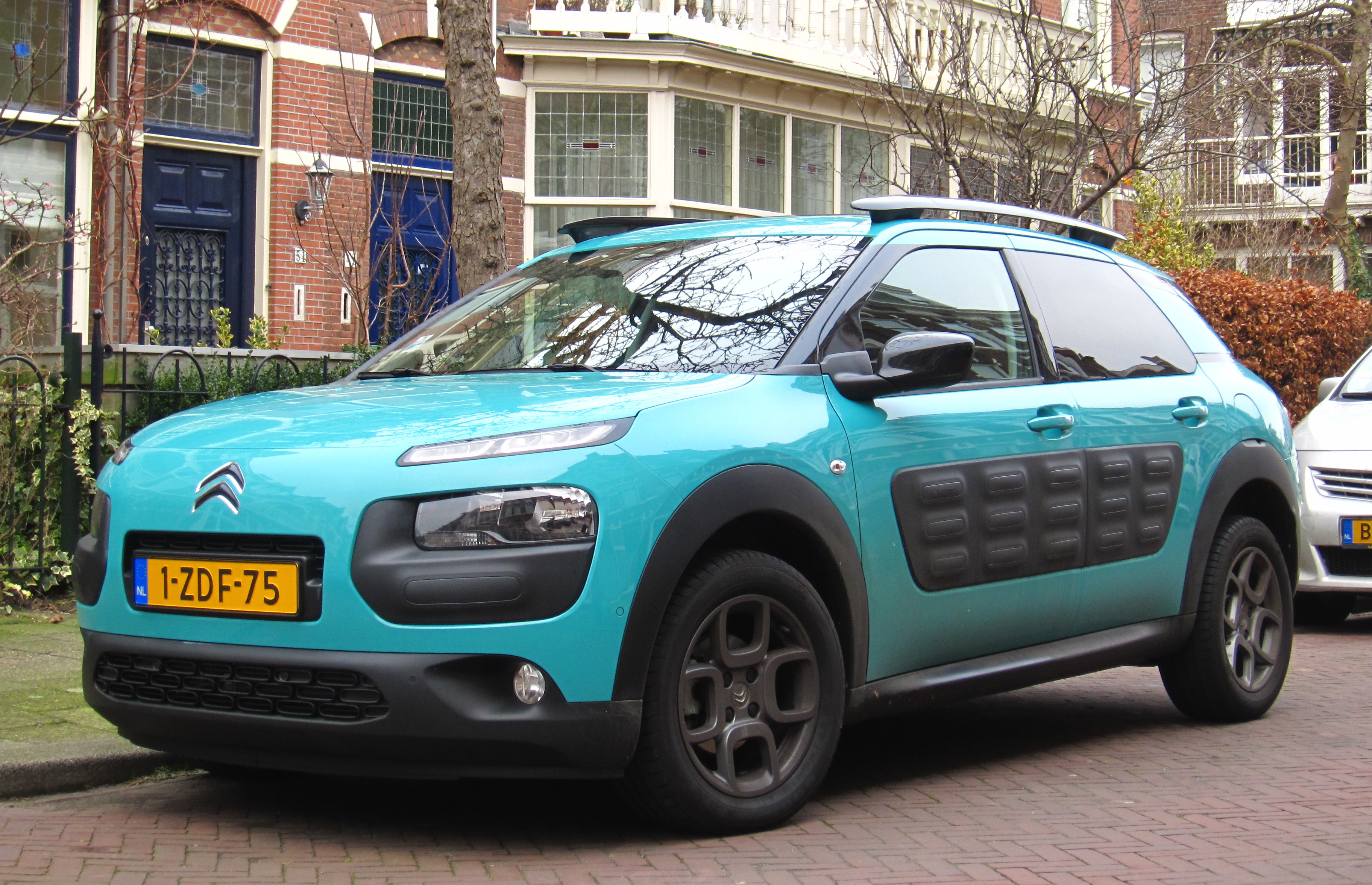 C4 Cactus